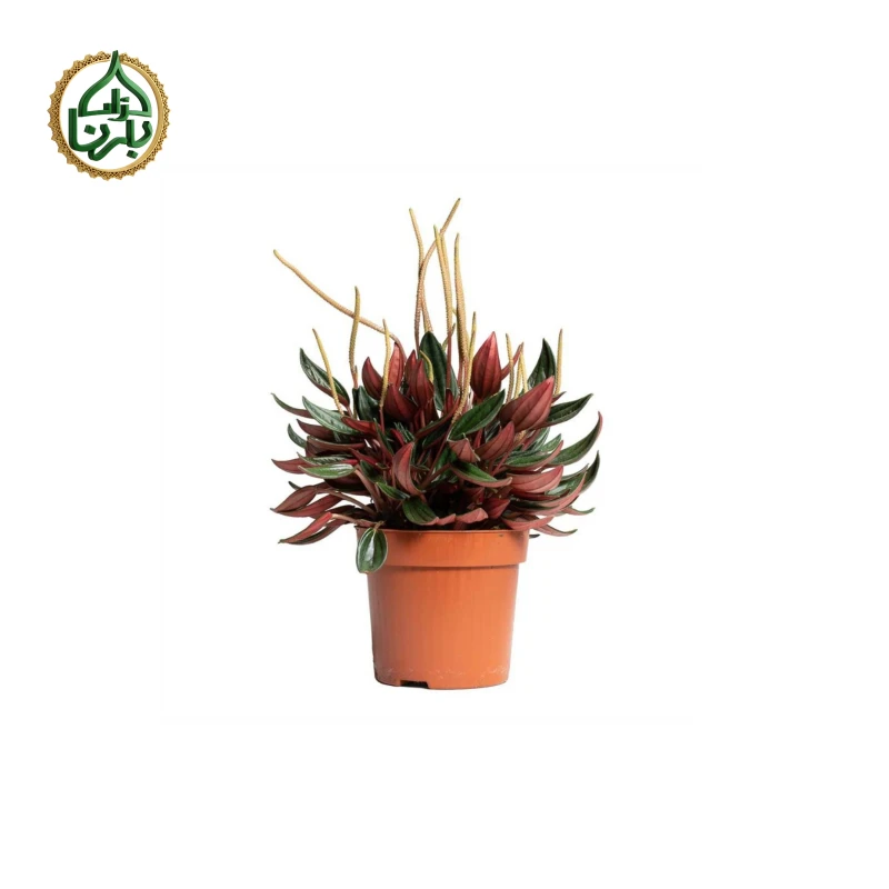 Peperomia Caperata Santorini Small