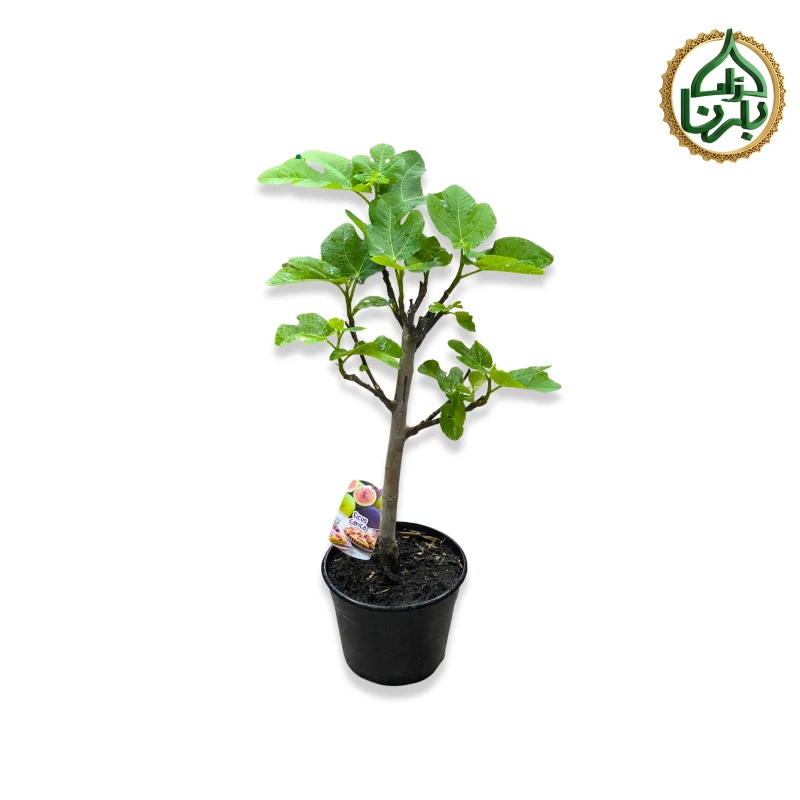 Fig (Teen Fruit) Tree