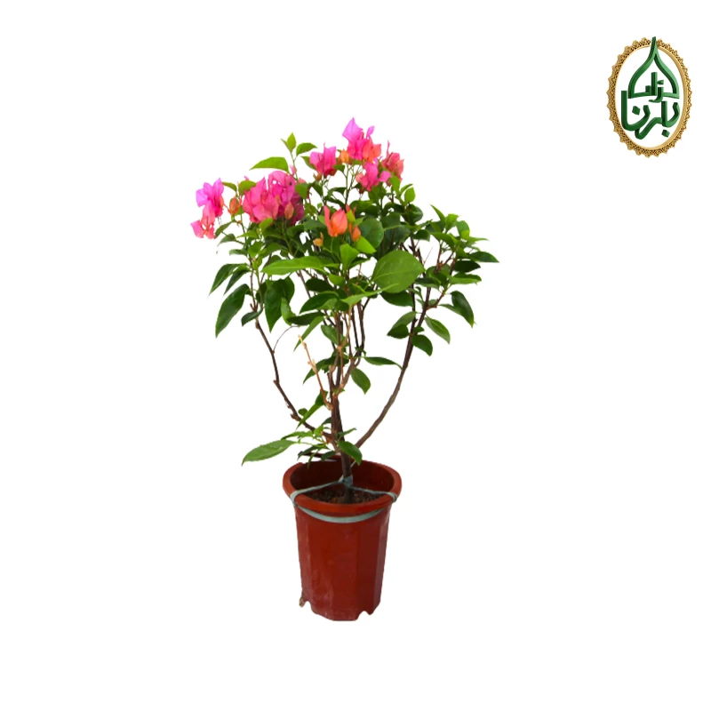 Bougainvillea Pink Small