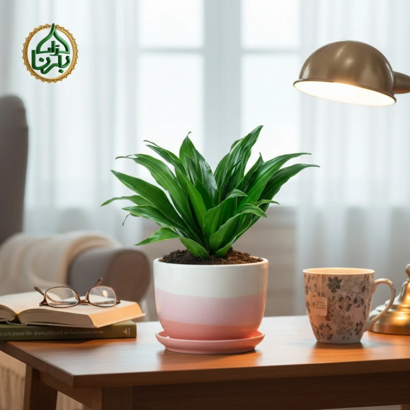 Dracaena Fragrans Compacta