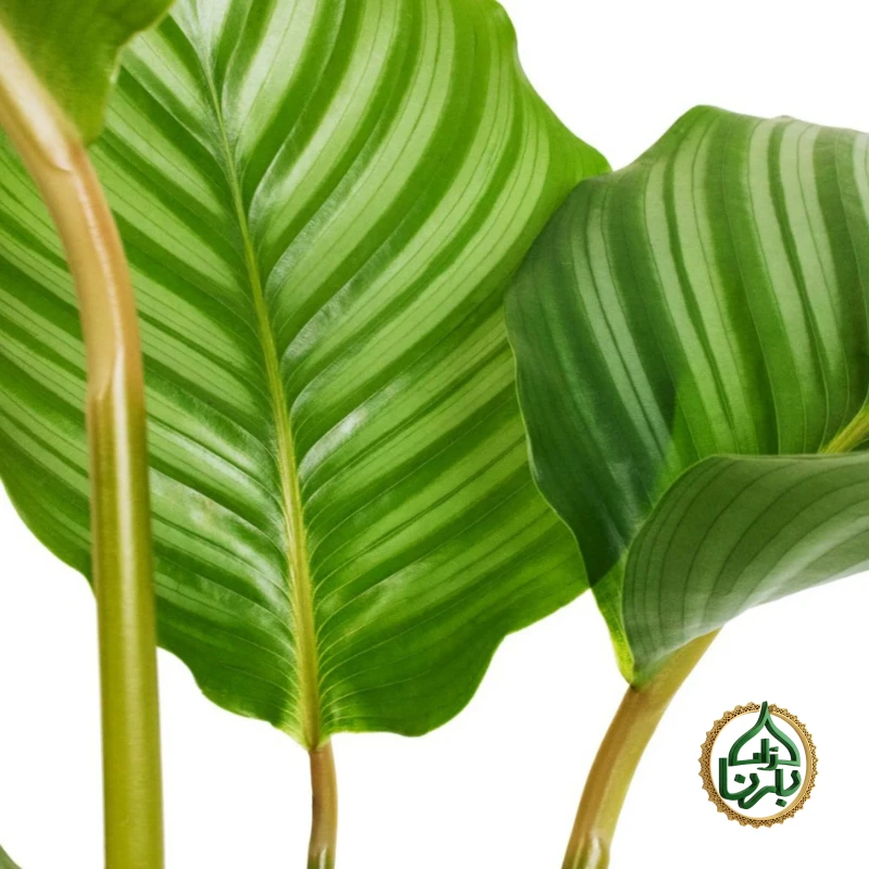 Calathea Orbiforlia
