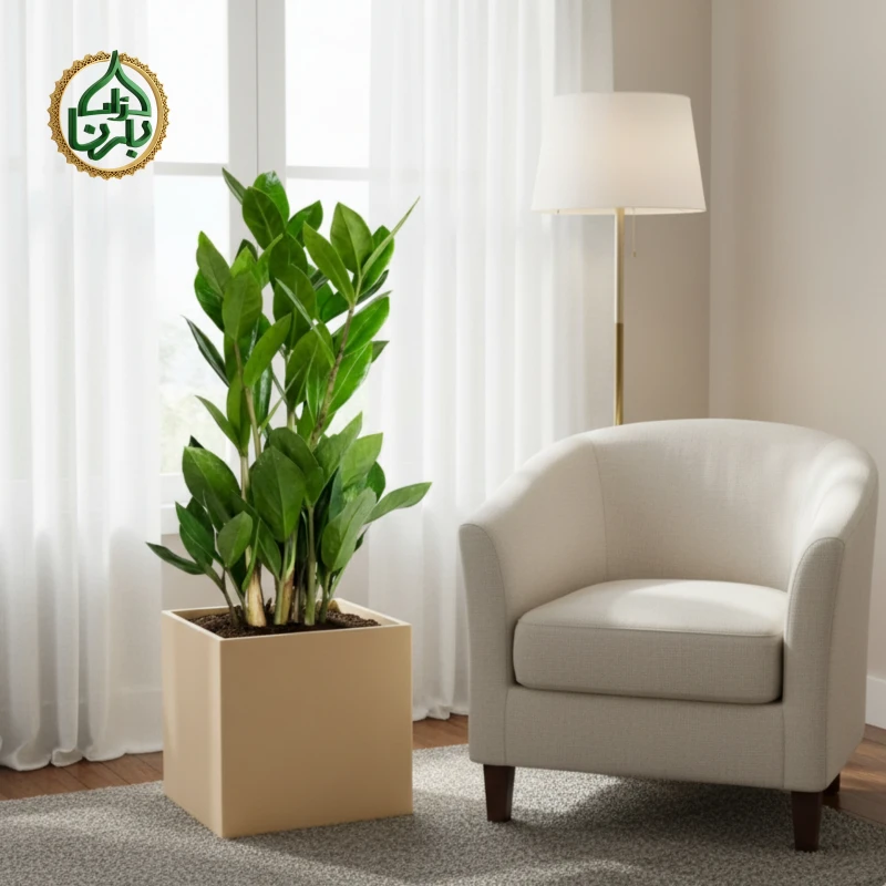 Zamioculcas Zamiifolia - ZZ Plant (Medium)