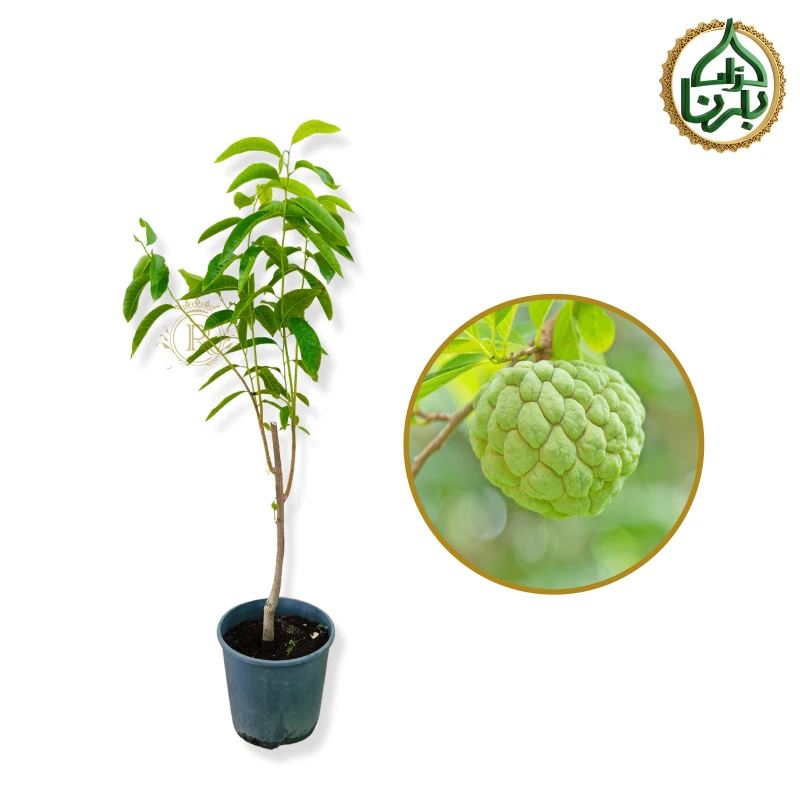 Custard Apple Plant