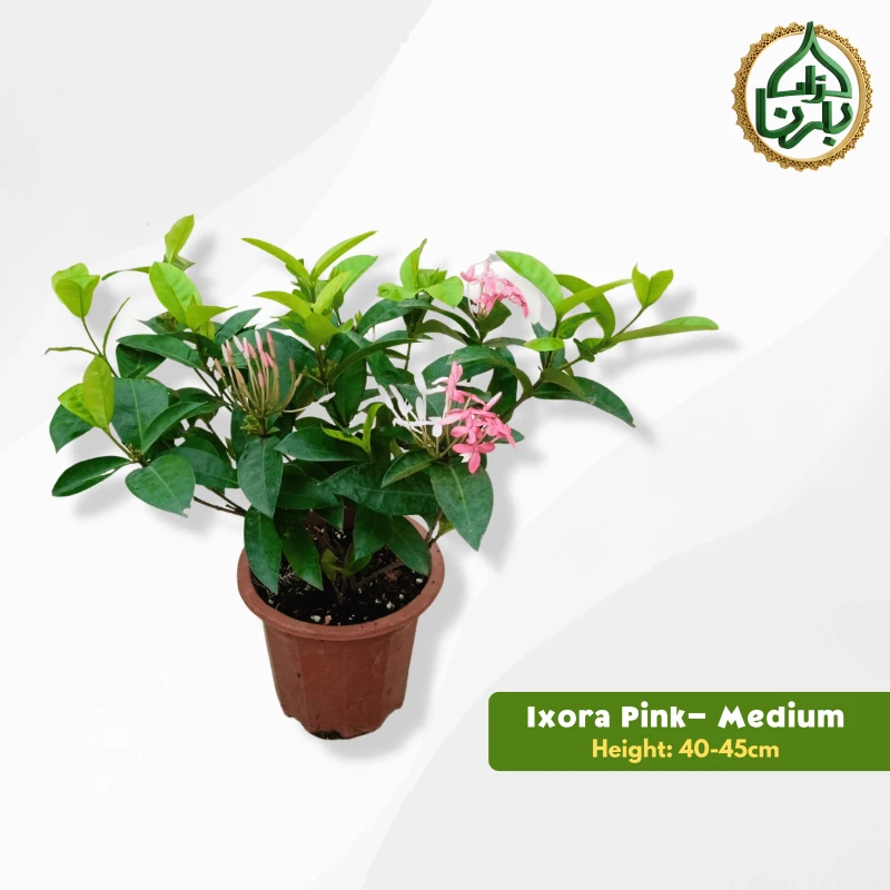Ixora Pink- Medium