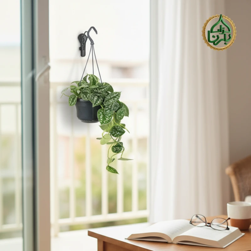 Scindapsus Pictus Hanging