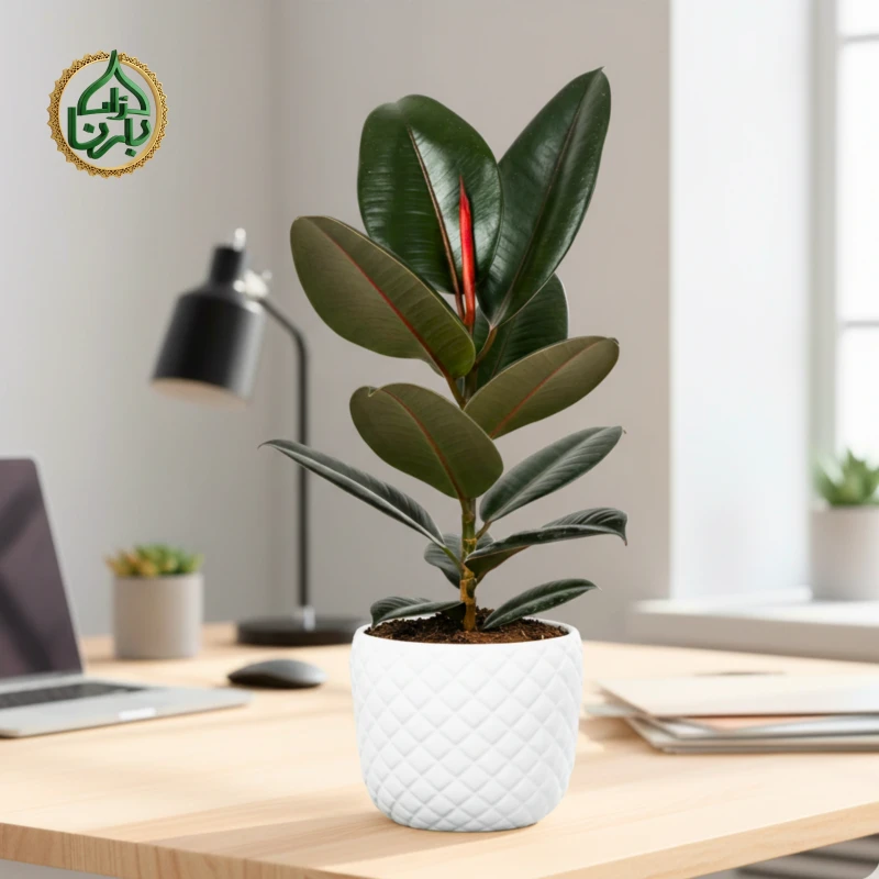 Ficus elastica Robusta (Rubber Plant)