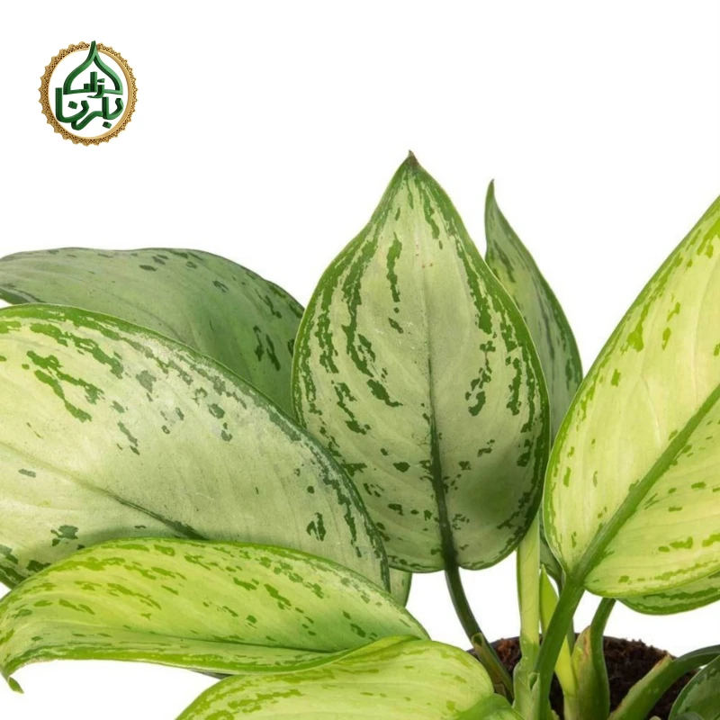 Aglaonema Silver Bay