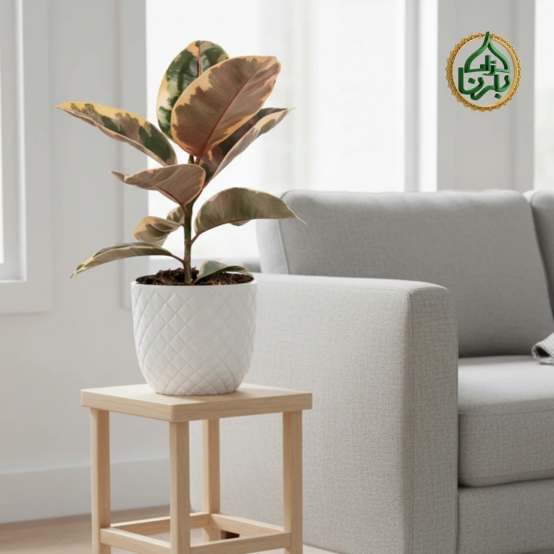 Ficus elastica 'Belize' (Rubber Plant)