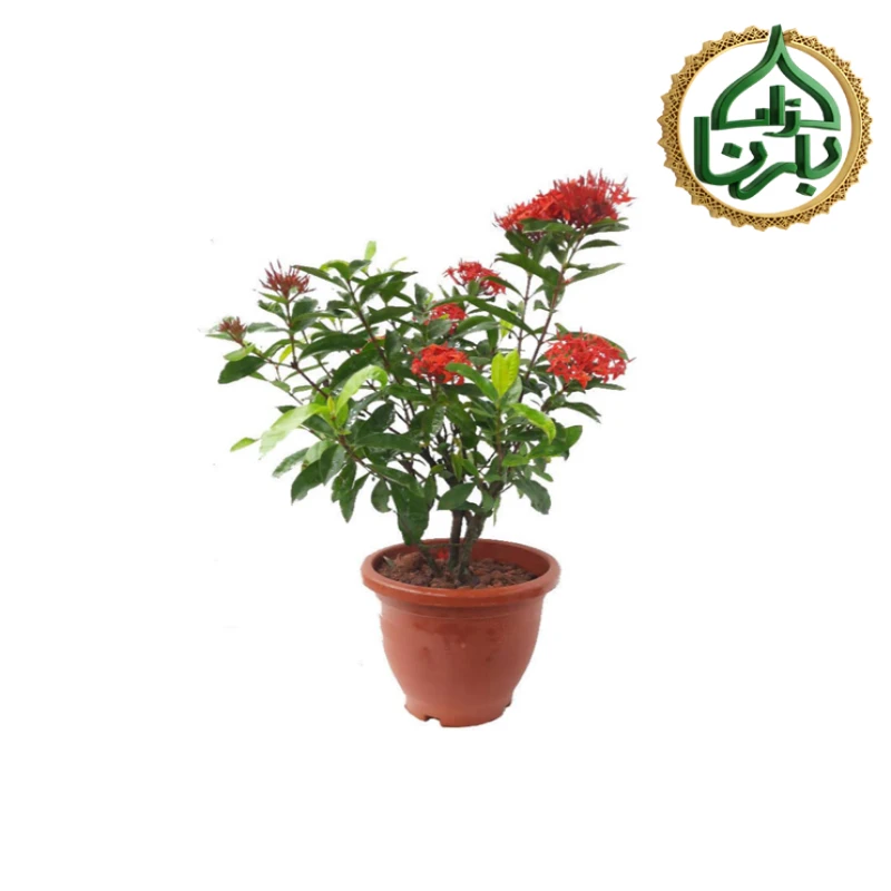 إكزورا حمراء كبيرة