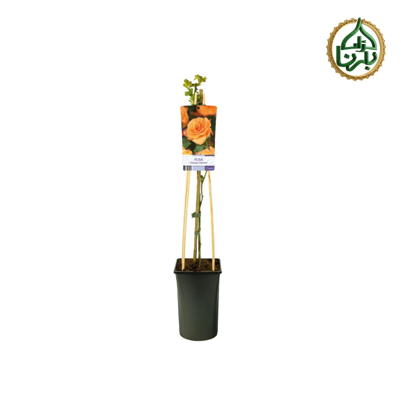 Rose Climbing Orange