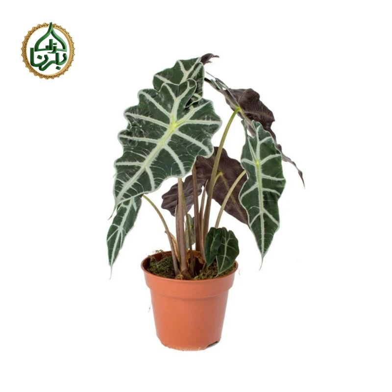 Alocasia Amazonica Polly