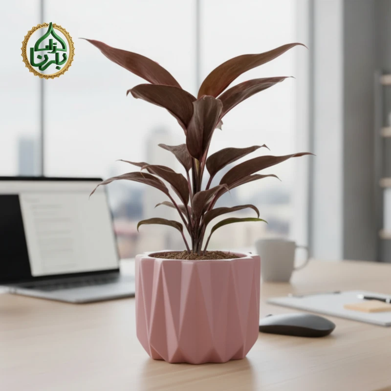 Cordyline fruticosa Mambo (Hawaiian Ti Plant)