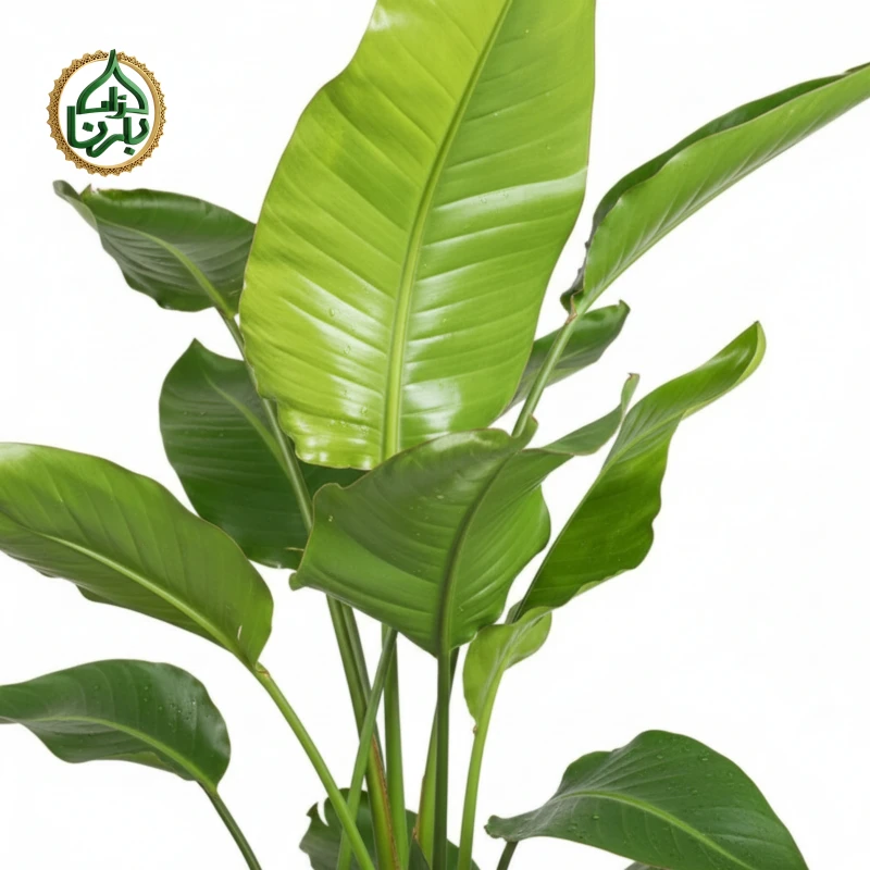 Strelitzia Nicolai 3PP Big