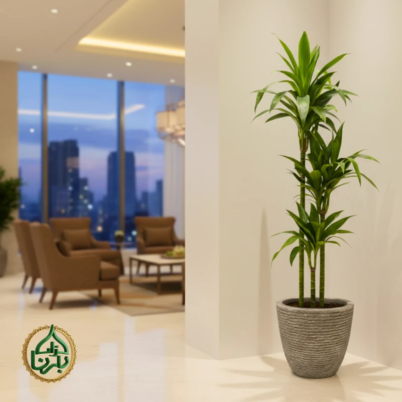 Dracaena Janet Craig- Dragon Plant