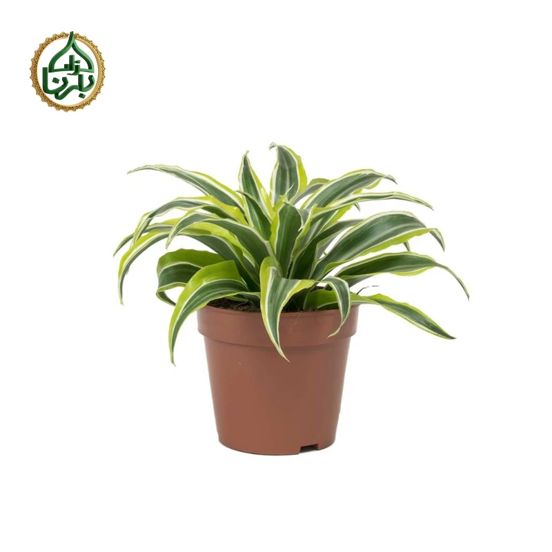 Dracaena Lemon Surprise