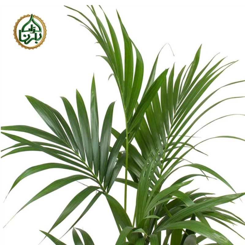 Howea forsteriana (Kentia Palm)