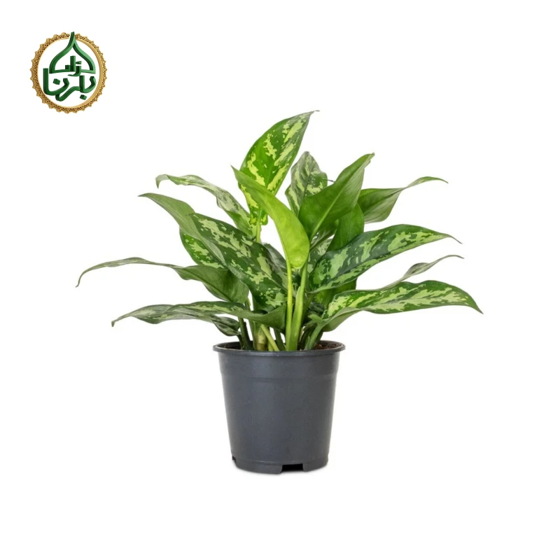 Aglaonema Maria