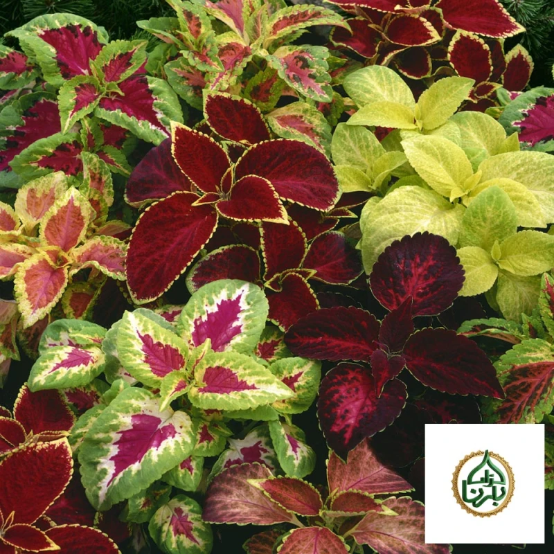 Coleus - Mix Color 25 Pieces Box