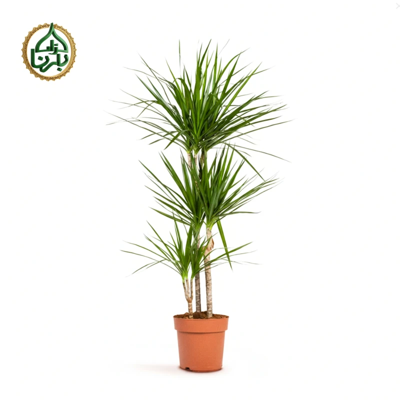 Dracaena marginata (Dragon Tree) 3PP