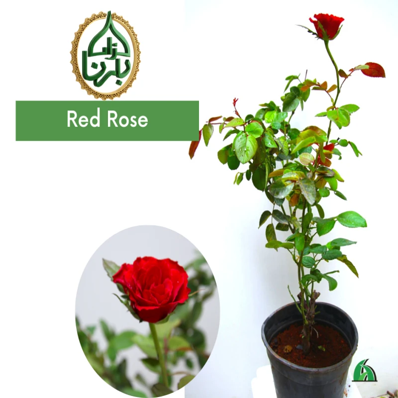 وردة - حمراء