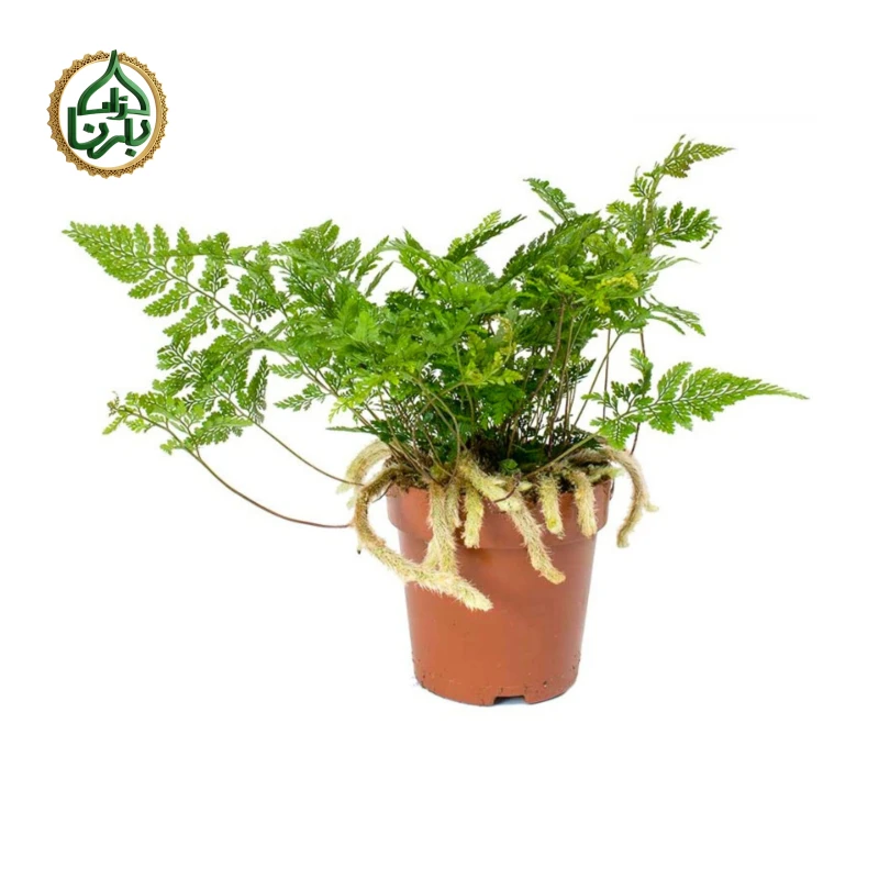 Humata tyermannii (White Rabbit's Foot Fern)