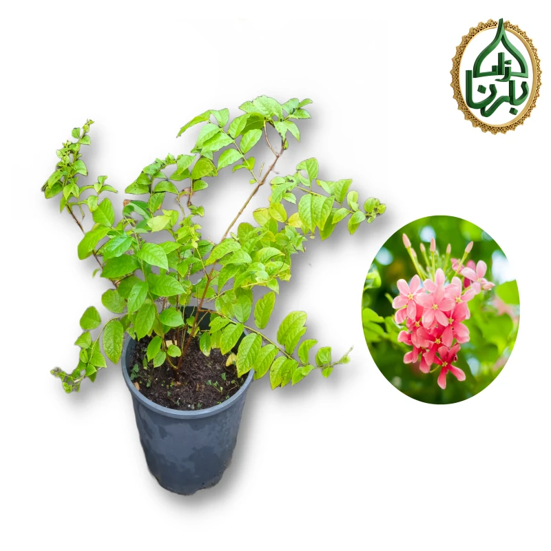 Rangoon Creeper Small