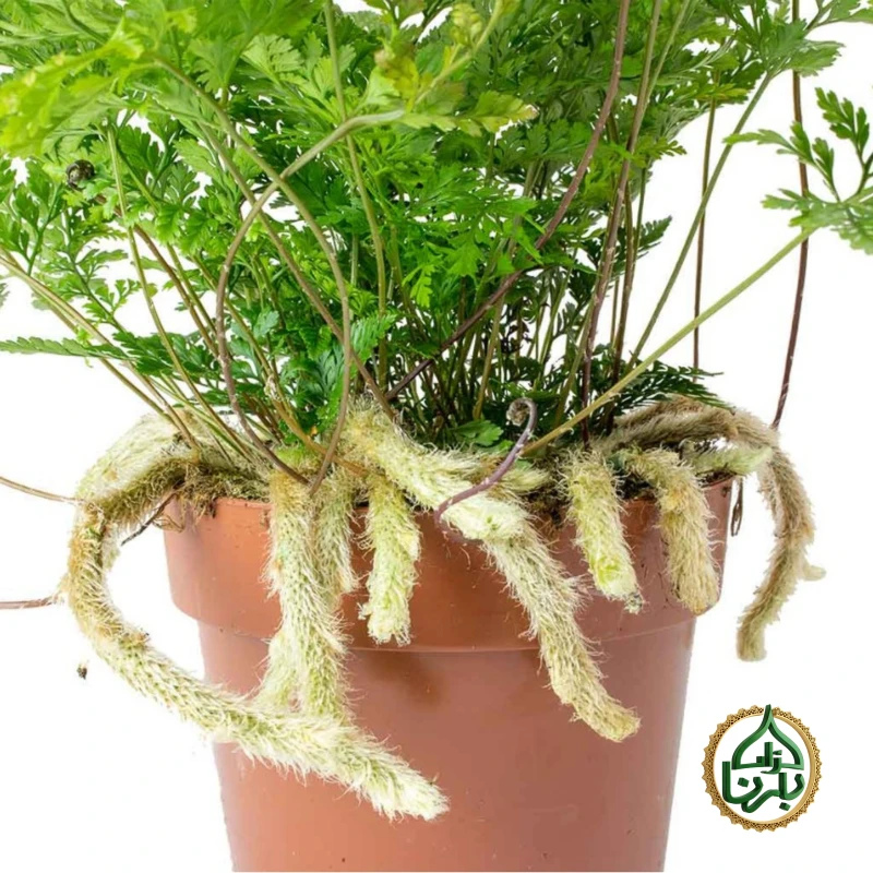 Humata tyermannii (White Rabbit's Foot Fern)