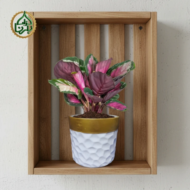 Calathea Rosepicata Rosy