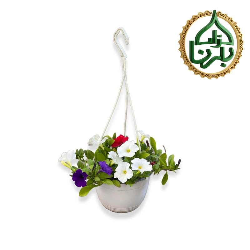 Petunia Mix Colour Hanging