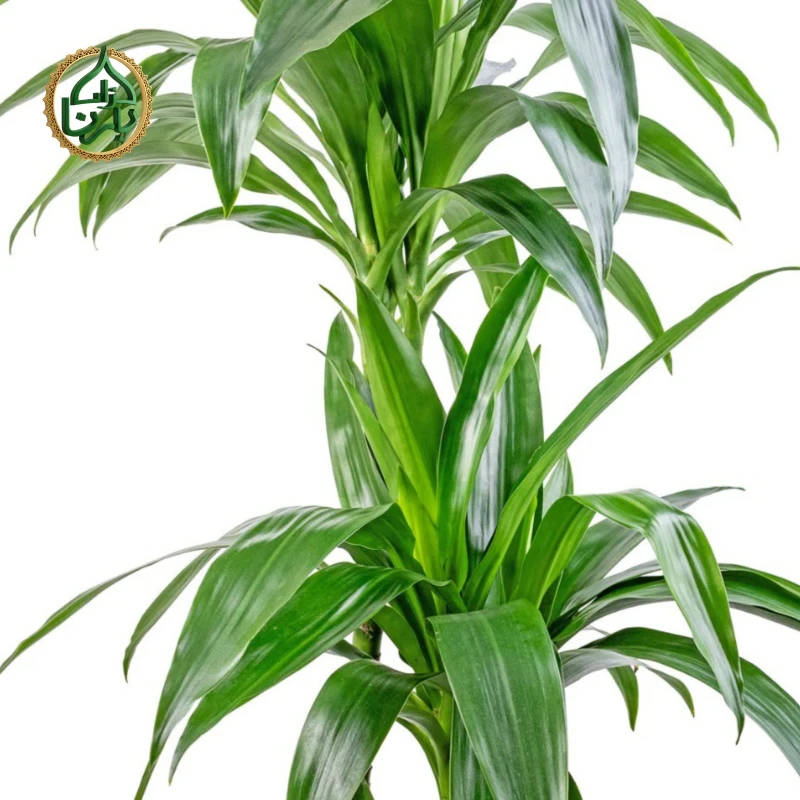 Dracaena Janet Craig- Dragon Plant