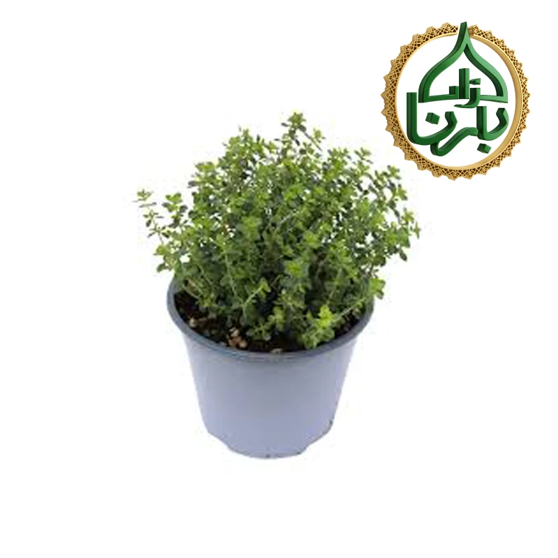 زعتر الليمون زاتور