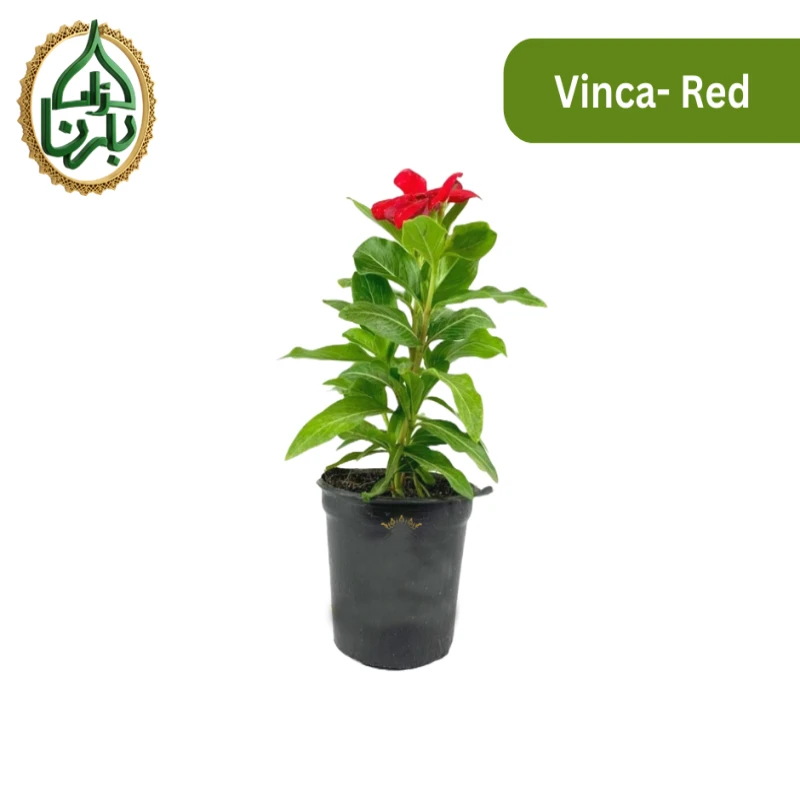 Vinca Red 1 piece