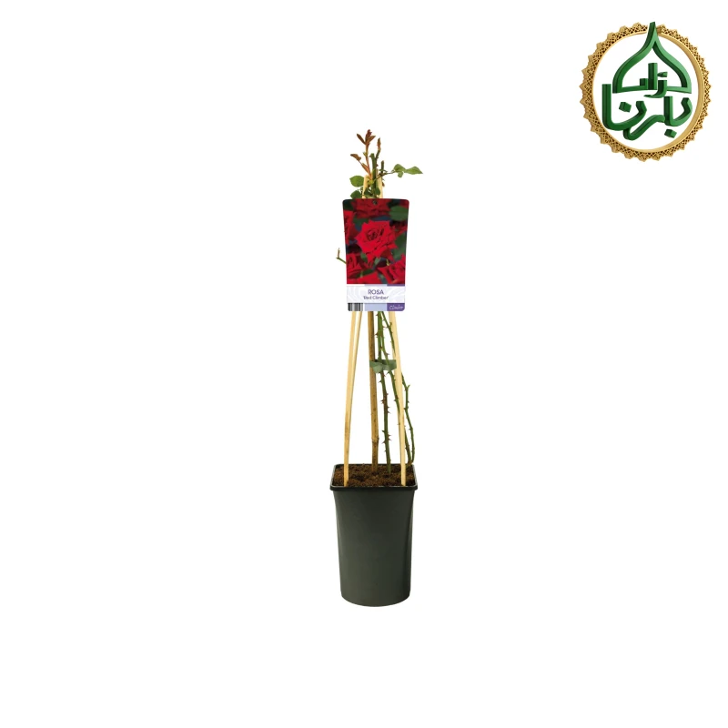Rose Climbing Red