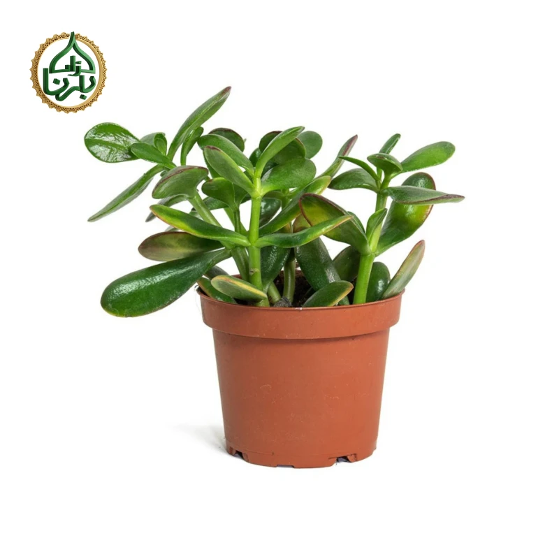 Crassula Ovata (Jade plant)