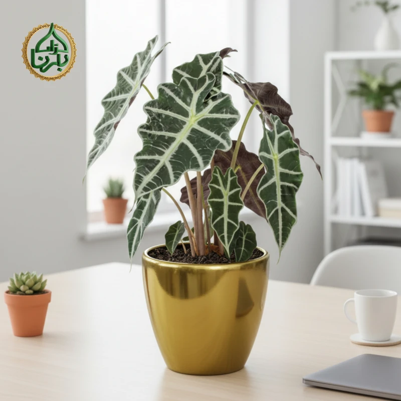 Alocasia Amazonica Polly