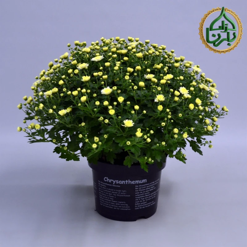 Chrysanthemum Jasoda Yellow