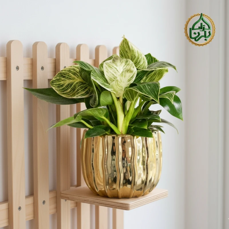 Philodendron Birkin