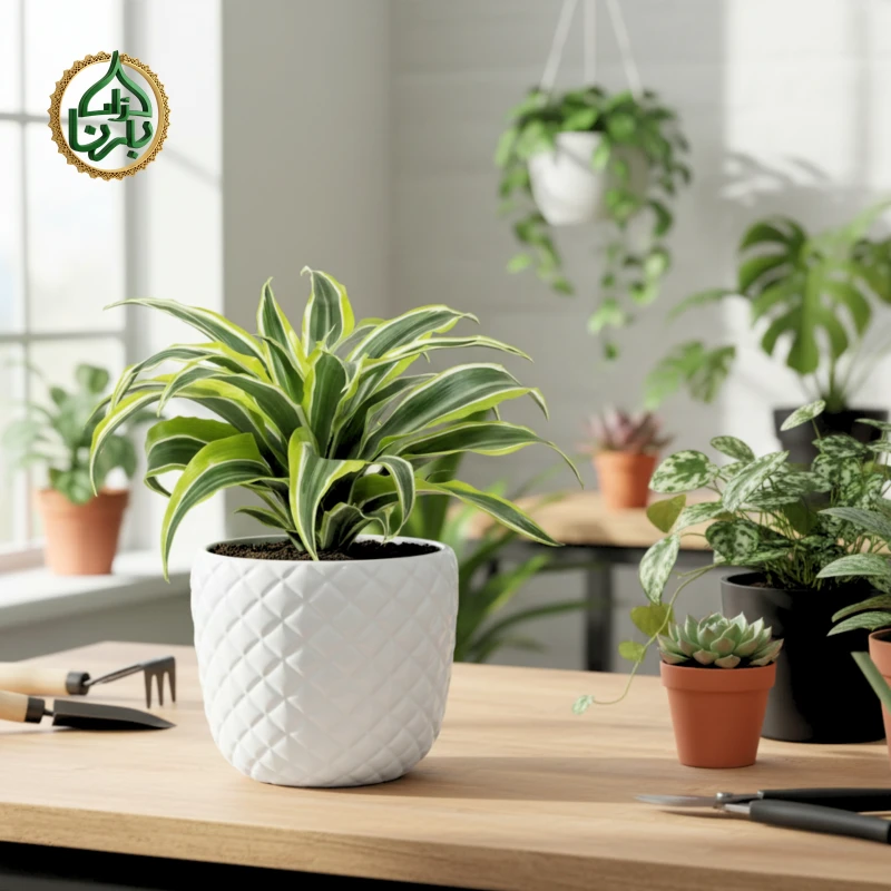 Dracaena Lemon Surprise