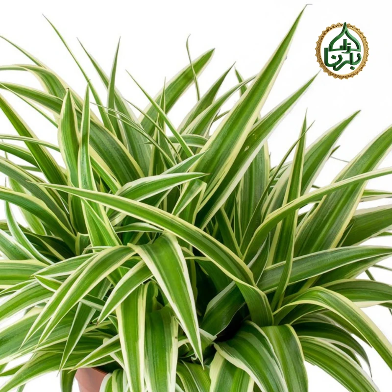 Chlorophytum Ocean - Spider Plant