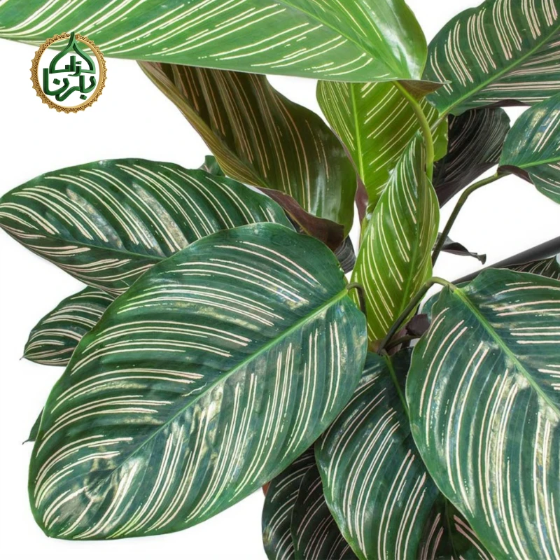 Calathea Sanderiana Ornata