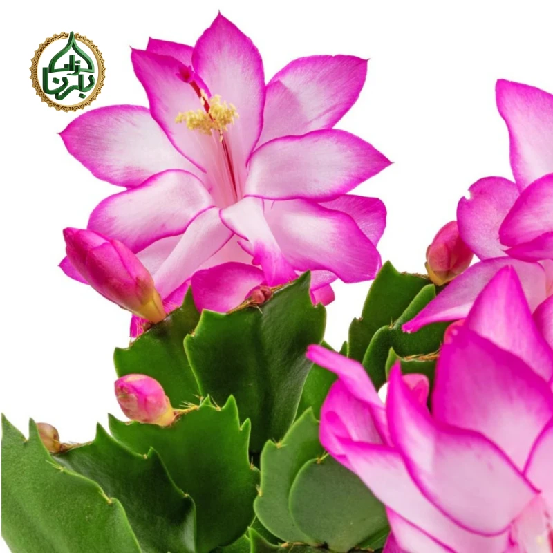 Christmas Cactus (Schlumbergera)- Pink