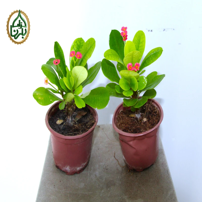 يوفوربيا ميلي قطعة واحدة