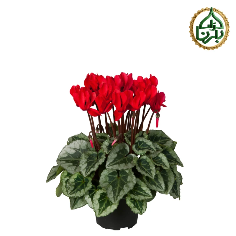 Cyclamen Red