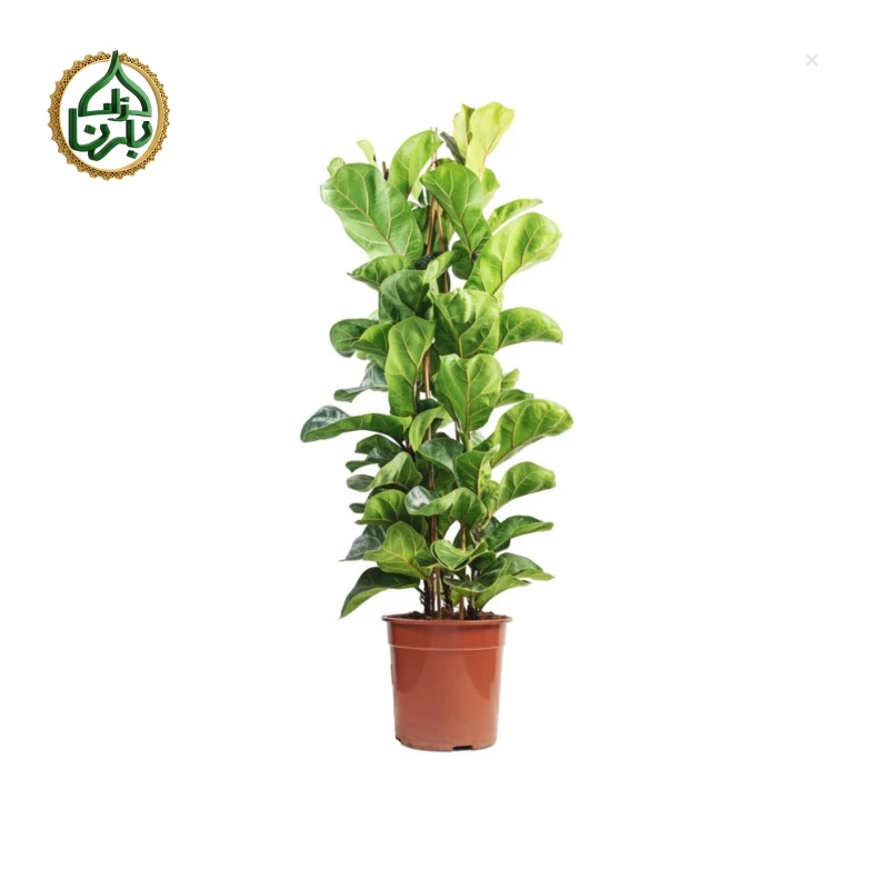 Ficus Lyrata 3PP Big