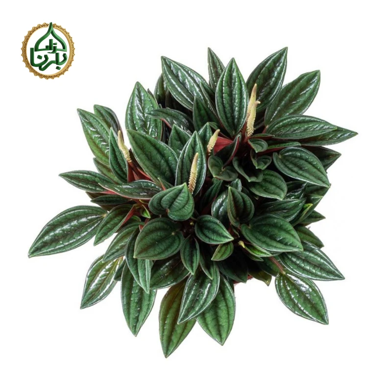 Peperomia Caperata Santorini Small