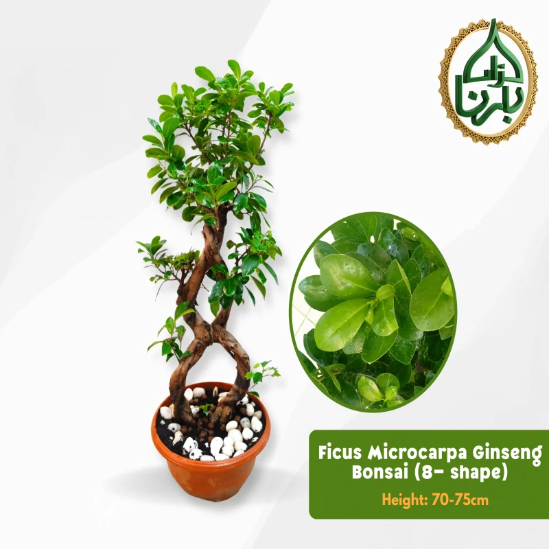 Ficus Microcarpa Ginseng Bonsai - 8 shape