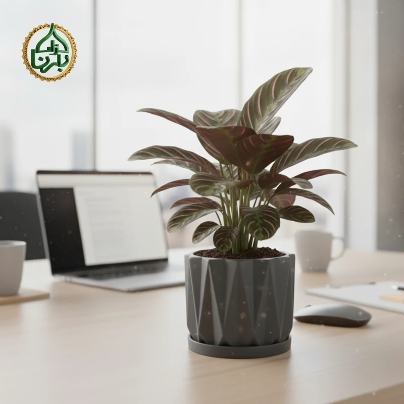 Calathea Rose Painted