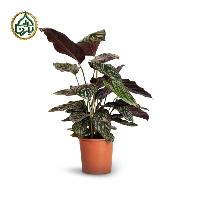 Calathea Sanderiana Ornata