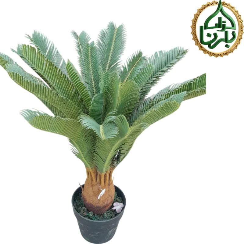 Cycas 60 Cm