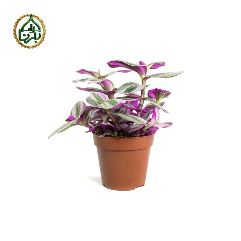 Tradescantia Nanouk Big